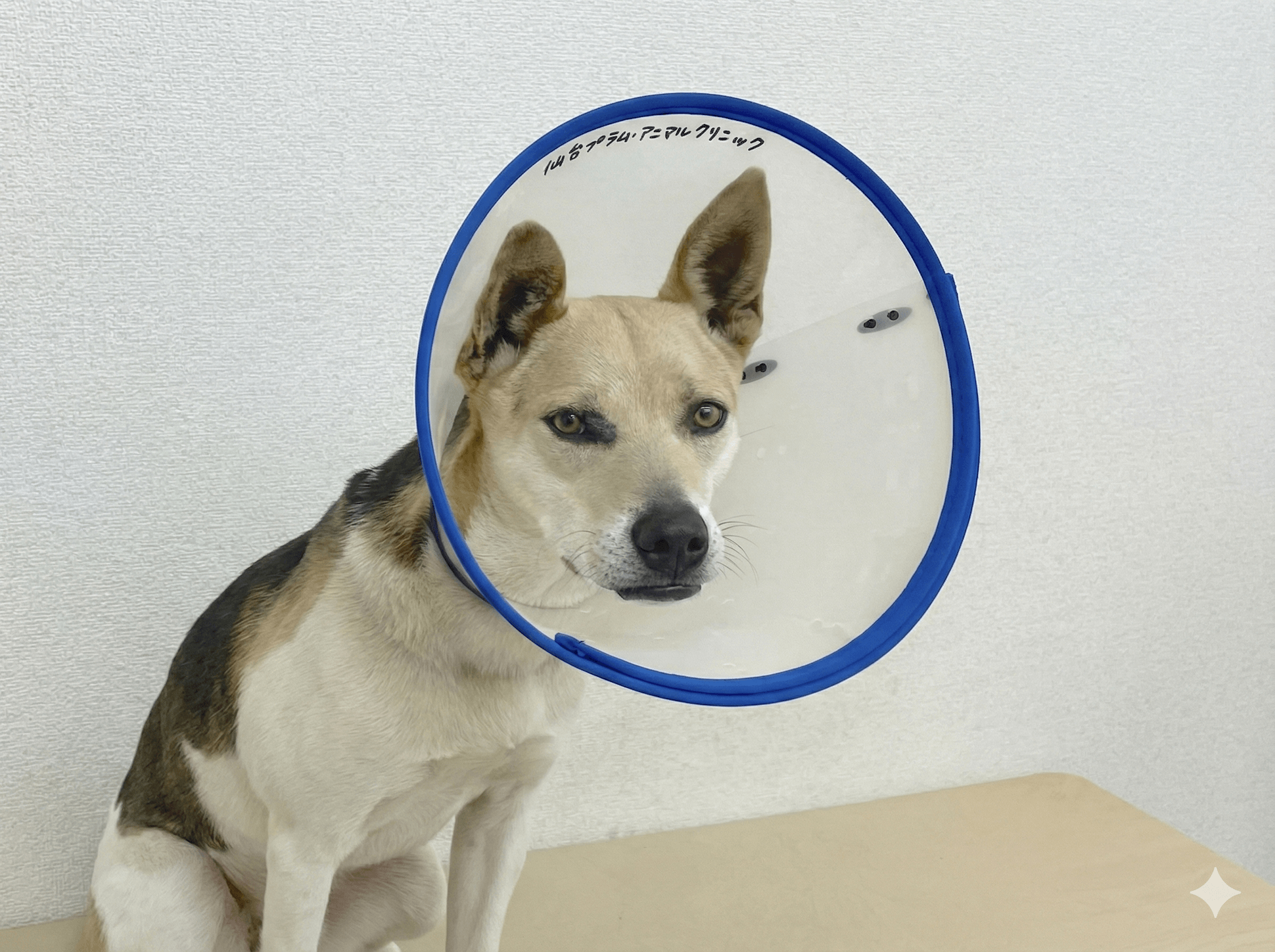 動物病院事業部